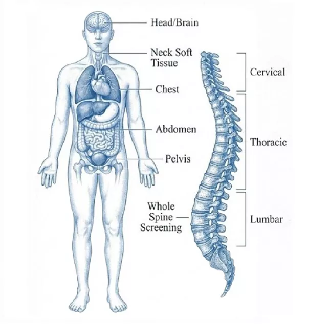 Whole Body Platinum MRI